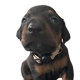 Bob White - Black and rust male Doberman Pinscher puppy in Buffalo, New York from NY Dobermans