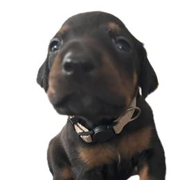 Bob White - Black and rust male Doberman Pinscher puppy in Buffalo, New York from NY Dobermans
