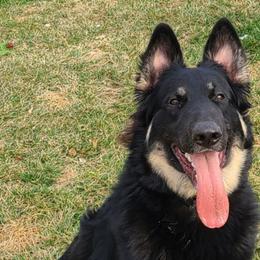 German Shepherds from Heartland Shepherds