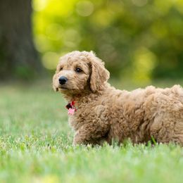 Goldendoodle and Poodle Puppies from Shadow Ridge Doodles