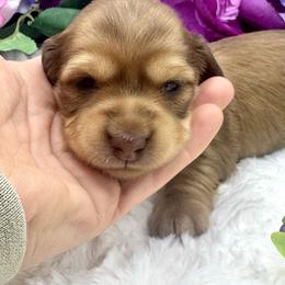 Brynn - Red female Dachshund puppy in Exeter, California from Sawtooth Miniature Dachshunds