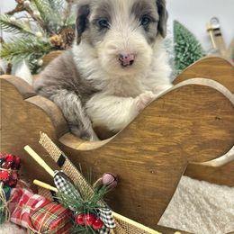 Homer - Merle male Sheepadoodle puppy in Thornville, Ohio from Four Front Doodles & Friends