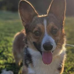 HC - Pembroke Welsh Corgi
