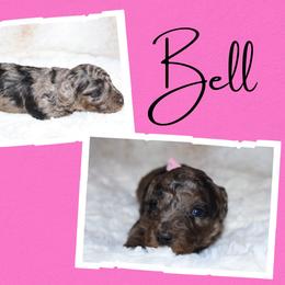 Bell - Merle female Goldendoodle puppy in Enfield, Connecticut from Sweet Connecticut Doodles