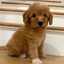 Orange collar - Apricot female Goldendoodle puppy in Ridgewood, New Jersey from Jessie’s Doodles