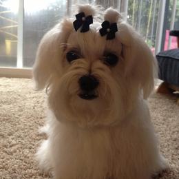 Maltese from Maias Mini Supremes