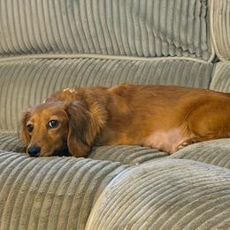 Ariel - Dachshund