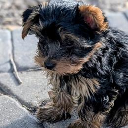 Yorkshire Terrier Puppies from Yorkies of Julington Creek