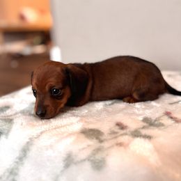 Dachshund Puppies from Florida Dippin’ Dachshunds & Aussiedoodles