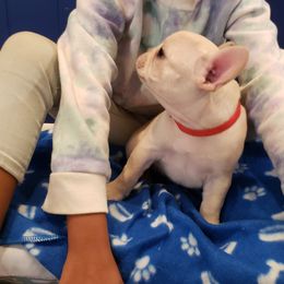 French Bulldog Puppies from Bully Snob