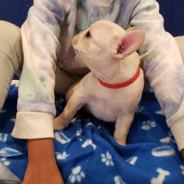 French Bulldog Puppies from Bully Snob