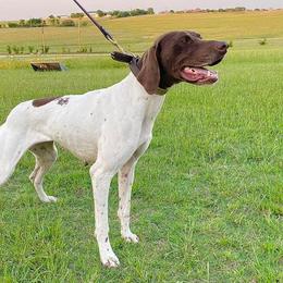 Grit - German Shorthaired Pointer