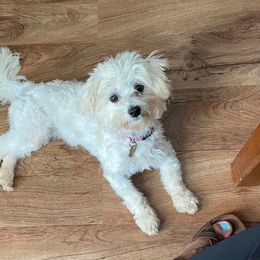 Sora - Maltese