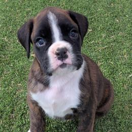 Wonka - Brindle male Boxer puppy in Mountain Home, Idaho from LJK Boxers & Toy Aussies
