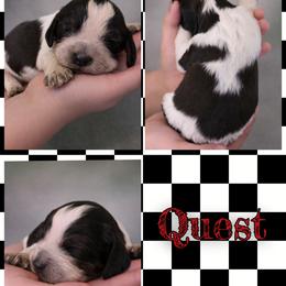 Quest - Tri-Roan male English Springer Spaniel puppy in Florida from Thunderbird Springers