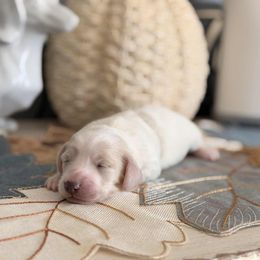 Ember - Cream female Dachshund puppy in Martinsville, Virginia from Ana’s Beautiful Doxies