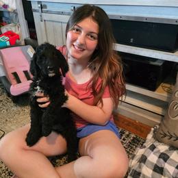 Sassy - Black and white female Bernedoodle puppy in Columbia, Illinois from Hillcastle Breeders