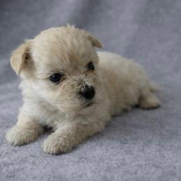 Sandy - White female Miniature Schnauzer puppy in Oklahoma City, Oklahoma from L & R Miniature Schnauzers