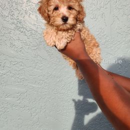 Poodle Puppies from Roman's Toy Poodles