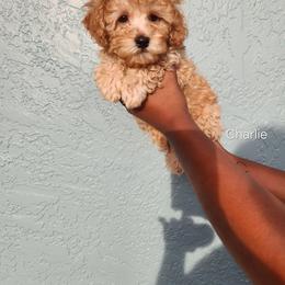 Poodle Puppies from Roman's Toy Poodles