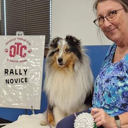 Shetland Sheepdogs from Caraid Shelties