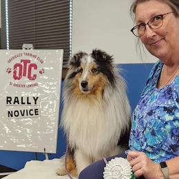 Shetland Sheepdogs from Caraid Shelties