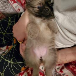 Companion Cross, Pomeranian, and Sheepadoodle Puppies from Fluffy Wonders Poms and Doodles