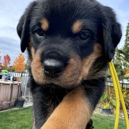 Yellow collar girl 💛 - Black and mahogany Rottweiler puppy in Medford, Oregon from 541Rottweilers