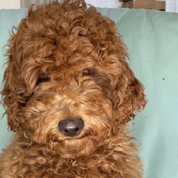 JOHNNY - Poodle puppy from Colorado Fields