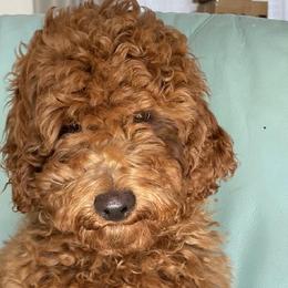 JOHNNY - Poodle puppy from Colorado Fields