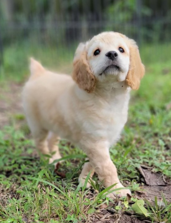 Cockapoo Puppies from Cano Cockapoos