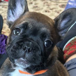 French Bulldog Puppies from Fishie's Frenchies