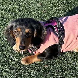 Bella - Dachshund