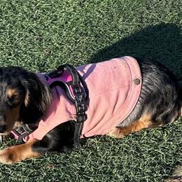 Bella - Dachshund