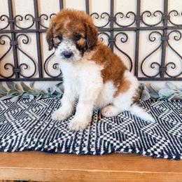 Sunny Yellow (aka Sunny) - Mahogany and white female Saint Berdoodle puppy in Beaver, Utah from Rocky Ridge Ranch