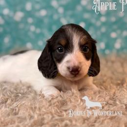 Apple Pie - Chocolate and tan male Dachshund puppy in Rainier, Oregon from Doxies in Wonderland