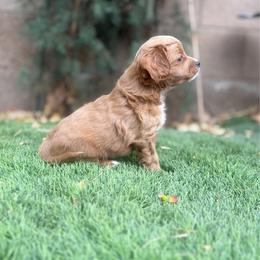Penny - Red female Cavapoo puppy in Gilbert, Arizona from Cavapoo Lifestyle