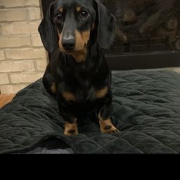 Bingo - Dachshund