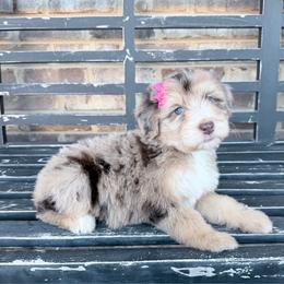 Pumpkin Patch - Red merle female Aussiedoodle puppy in Cartersville, Georgia from Simply Blessed Doodles