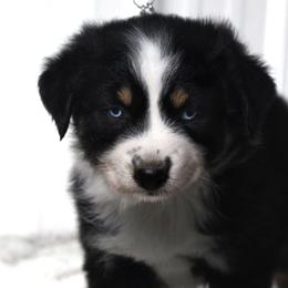 Onyx - Black tri-color male Australian Shepherd puppy in Falcon, Missouri from www.maubachranch.com