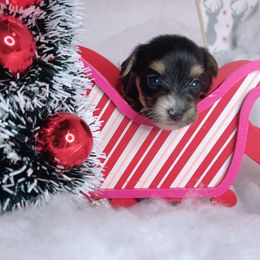 Teacup Star - Black and tan female Yorkshire Terrier puppy in Lithonia, Georgia from Toy Yorkies Atlanta