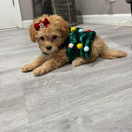 Chanel - Apricot female Poodle puppy in Matteson, Illinois from Chitownpupz