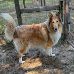 Sadie - Collie