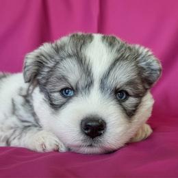 Coca - Agouti and white female Siberian Husky puppy in Sherwood, Oregon from Whiskey River Siberians