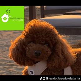 AKC Championship bloodline - Poodle