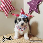 Jade - Brindle and white female Mal-Shi puppy in Morehead, Kentucky from Paw Perfect Pets