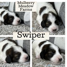 Swiper - Piebald male Dachshund puppy in Paw Paw, Michigan from Mulberry Meadow Farms