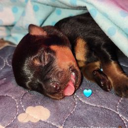 Rottweiler Puppies from Pearce Rottweilers