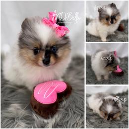 Glitter AKC Blue Eye - Blue merle female Pomeranian puppy in Houston, Texas from MD Bella Pomeranian