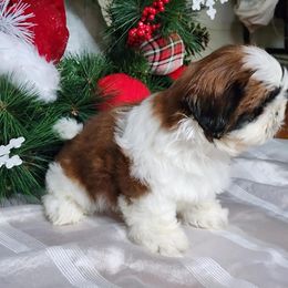 French Bulldog and Shih Tzu Puppies from French Bulldogs Planet